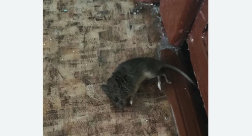 Дезинфекция от мышей в Астрахани