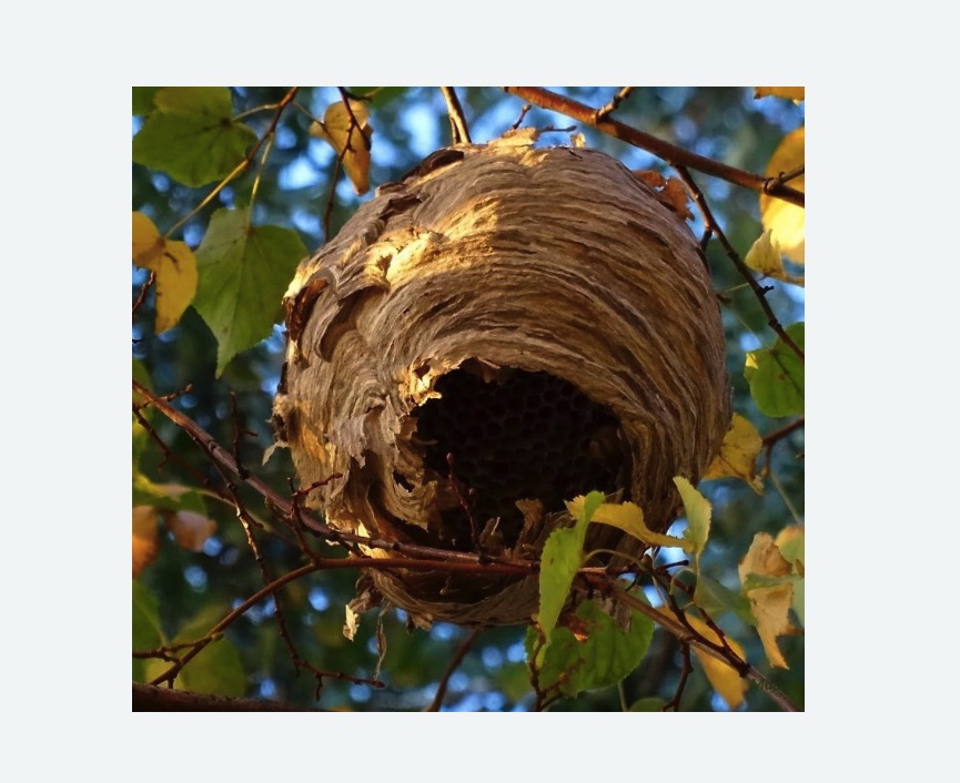 Обработка от шершней в Астрахани