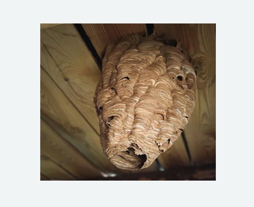 обработка от шершней в Астрахани