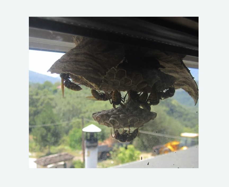 Уничтожение гнёзд шершней в Астрахани