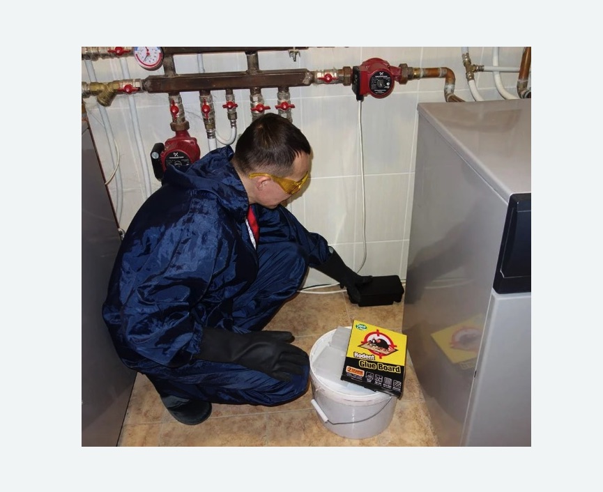 Уничтожение крыс в Астрахани