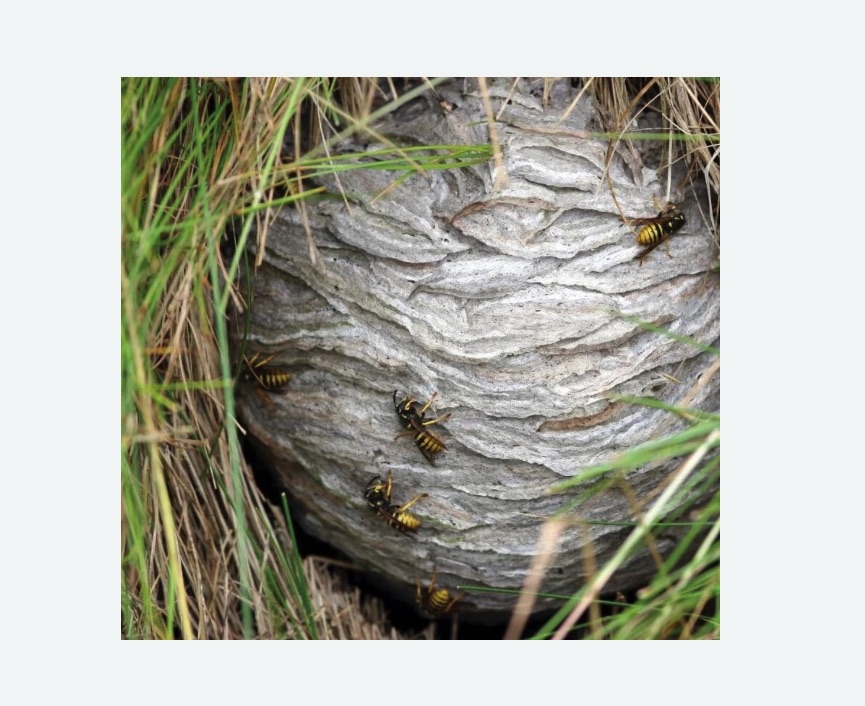 Уничтожение ос и ульев в Астрахани